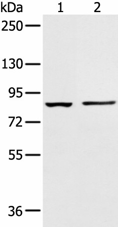 AAK1 Polyclonal Antibody (E-AB-52133)