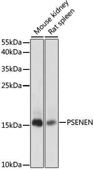PSENEN Polyclonal Antibody (E-AB-66448)