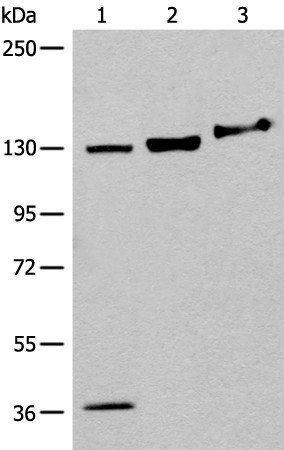 EPHA6 Polyclonal Antibody (E-AB-19732)