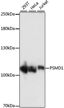 PSMD1 Polyclonal Antibody (E-AB-66809)