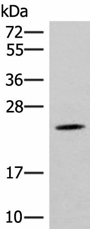 TBPL1 Polyclonal Antibody (E-AB-52837)