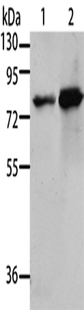 MSN Polyclonal Antibody (E-AB-10465)