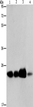 ARFRP1 Polyclonal Antibody (E-AB-12991)