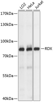 RDX Polyclonal Antibody (E-AB-65106)