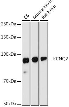 KCNQ2 Polyclonal Antibody (E-AB-92142)