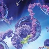 TotalSeq™-A0026 anti-human CD47 Antibody (323129)