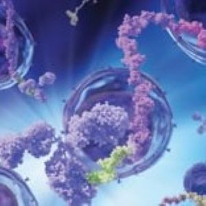 TotalSeq™-B1493 anti-human Basophils (2D7) (346209)