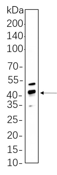 Recombinant Phospho-CREB-1 (Ser133) Monoclonal Antibody (AN300609L)