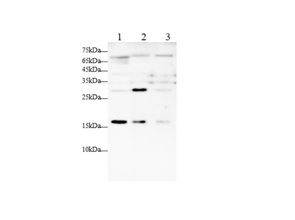 IL-7 Polyclonal Antibody (AN007270L)