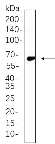 Recombinant TRAF6 Monoclonal Antibody (AN300615L)