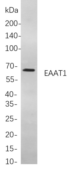 Recombinant EAAT1 Monoclonal Antibody (AN301072L)