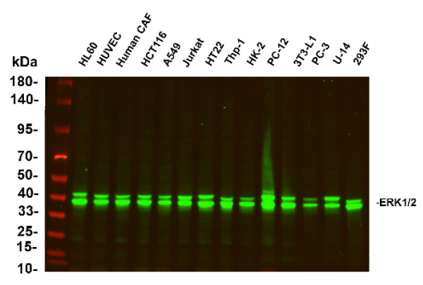 Recombinant ERK1/2 Monoclonal Antibody (AN300857L)