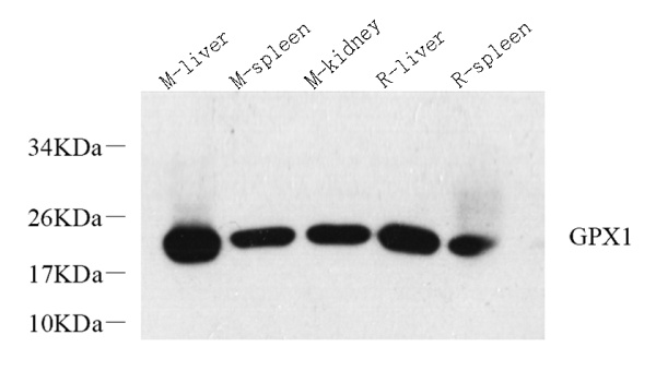 GPX1 Polyclonal Antibody (E-AB-70149)