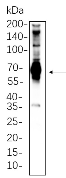 Recombinant SH-PTP2 Monoclonal Antibody (AN300806L)