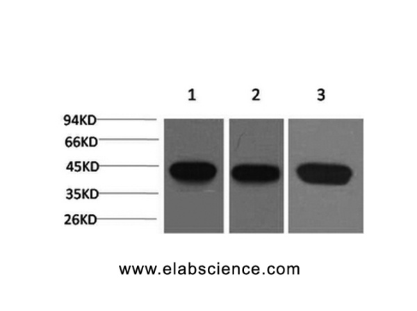 ACTA2 Monoclonal Antibody (E-AB-22106)