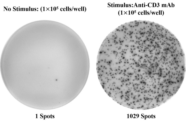 Human IFN-γ (Interferon Gamma) ELISPOT Kit (ESP-H0002)
