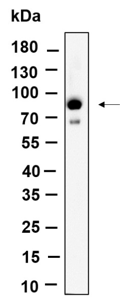 Recombinant Phospho-STAT3 (Ser727) Monoclonal Antibody (AN301146L)