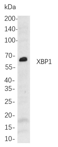 Recombinant XBP1 Monoclonal Antibody (AN301006L)