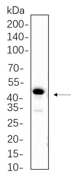 Recombinant PAX6 Monoclonal Antibody (AN300795L)