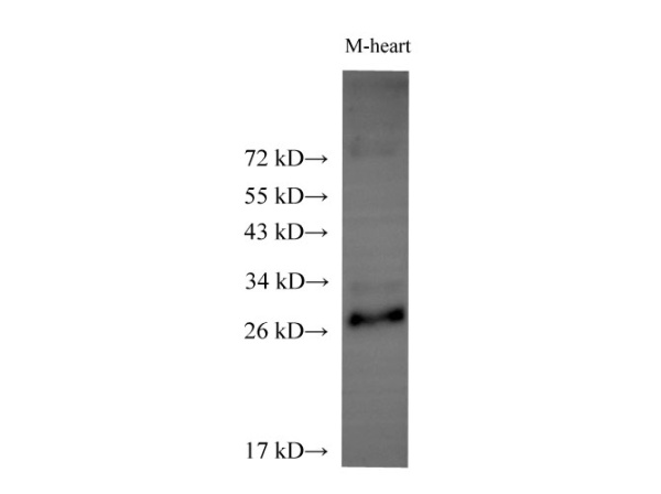 ADIPOQ Polyclonal Antibody (E-AB-40301)