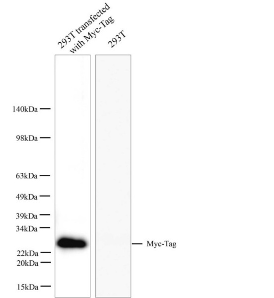 Myc-Tag Polyclonal Antibody (E-AB-40524)