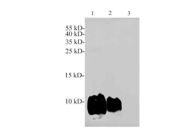 CXCL12/SDF1 Polyclonal Antibody (E-AB-40578)