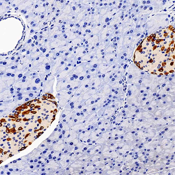 GCG Polyclonal Antibody (E-AB-70203)