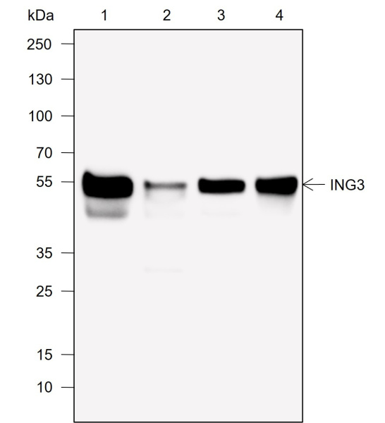 Recombinant ING3 Monoclonal Antibody (AN302020L)