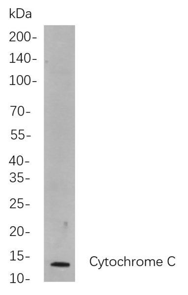 Recombinant Cytochrome C Monoclonal Antibody (AN300957L)