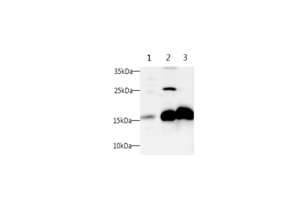 SNCA Polyclonal Antibody (D-AB-10173L)