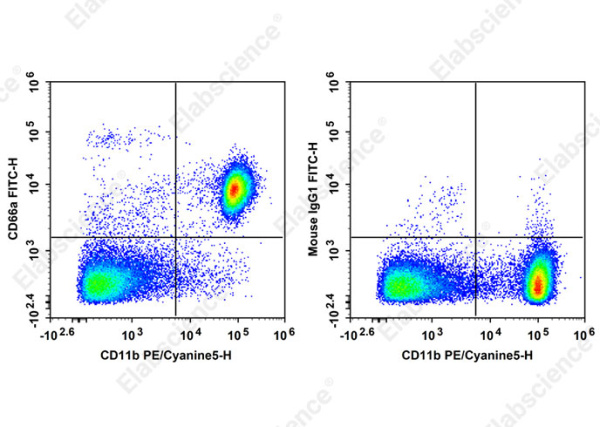 FITC Anti-Mouse CD66A Antibody[Mab-CC1] (AN00328C)