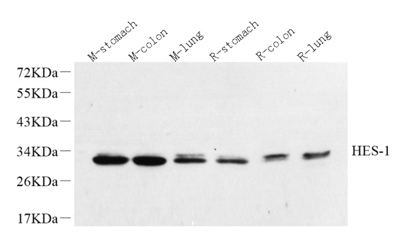 HES1 Polyclonal Antibody (E-AB-70255)