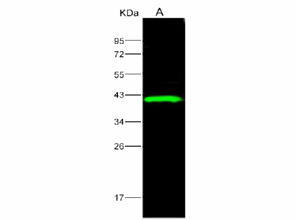 Anti-Ebola virus EBOV(subtype Sudan, strain Gulu) VP40/Matrix protein VP40 Polyclonal Antibody (E-AB-V1115)