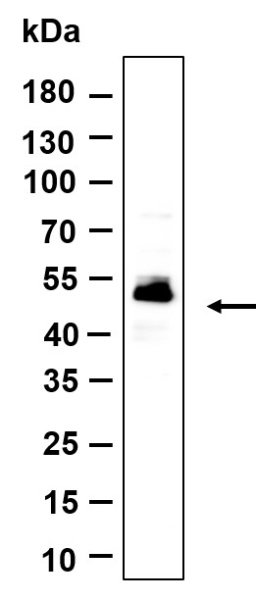 Recombinant C9orf167 Monoclonal Antibody (AN301198L)