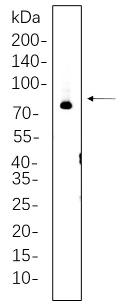 Recombinant Synapsin I Monoclonal Antibody (AN300811L)