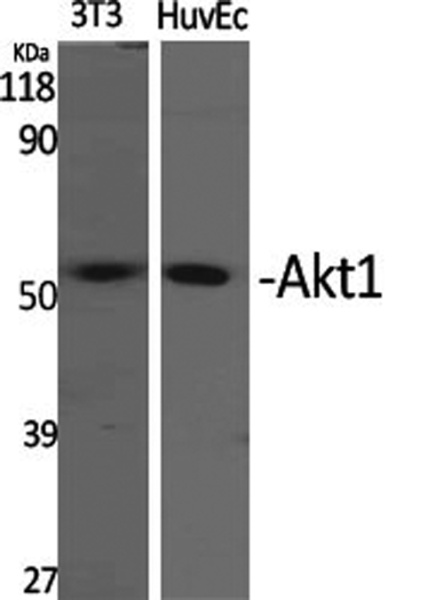 AKT1 Polyclonal Antibody (E-AB-30467)