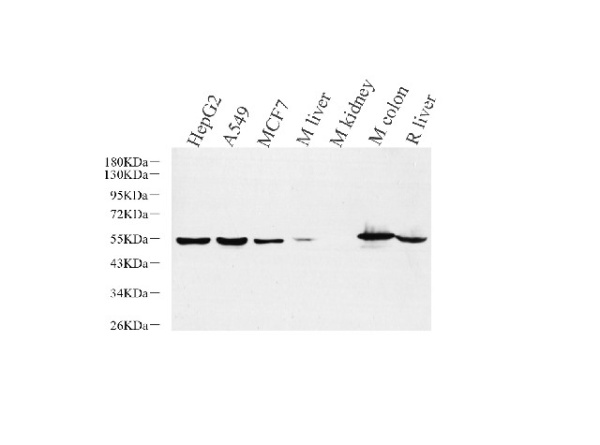 CK-8 Polyclonal Antibody (E-AB-70236)
