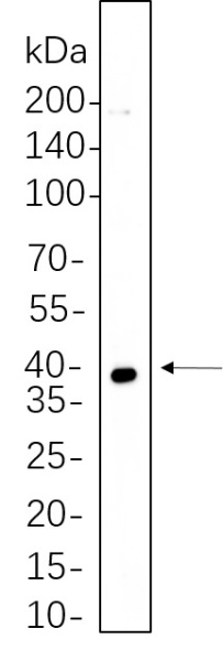 Recombinant MEK3 Monoclonal Antibody (AN300831L)