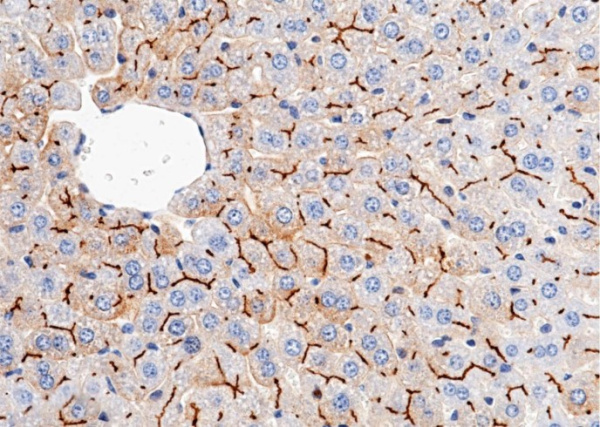 Recombinant CEACAM1/CD66a Monoclonal Antibody (AN300534P)