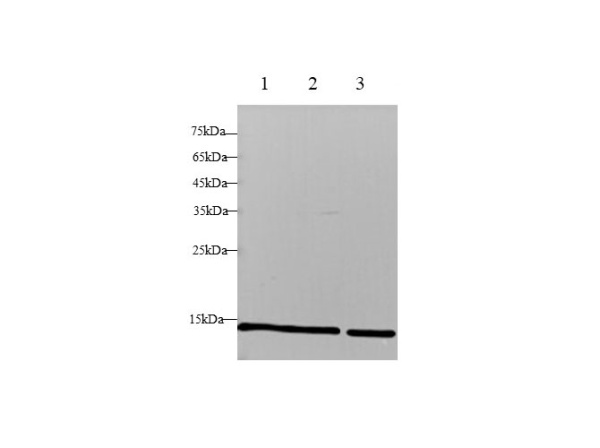 B2M Polyclonal Antibody (D-AB-10197L)