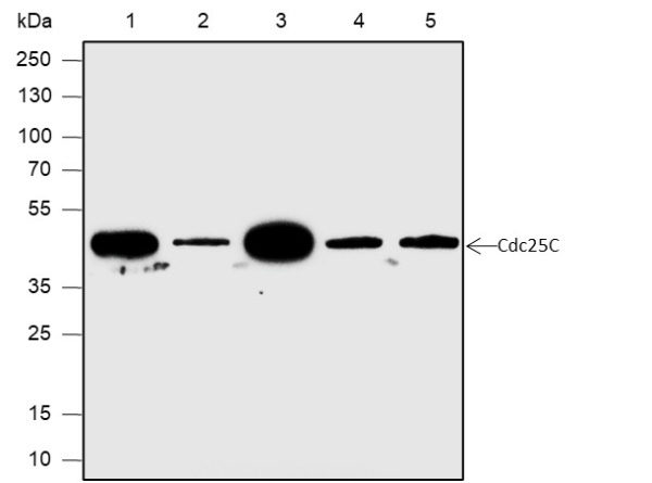 Recombinant Cdc25C Monoclonal Antibody (AN301883L)