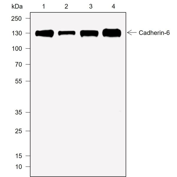 Recombinant Cadherin-6 Monoclonal Antibody (AN302008L)