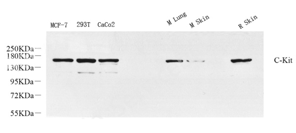 c-Kit Polyclonal Antibody (E-AB-70340)