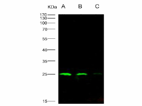 Anti-HIV-1 p24 Protein(group M, subtype B, strain 92418) Polyclonal Antibody (E-AB-V1226)