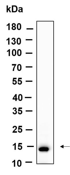 Recombinant Histone H2A (Acetyl Lys9) Monoclonal Antibody (AN301144L)