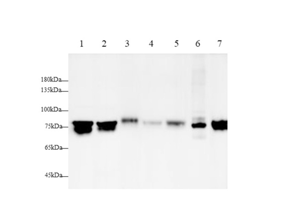 GRP78 Polyclonal Antibody (AN006780L)