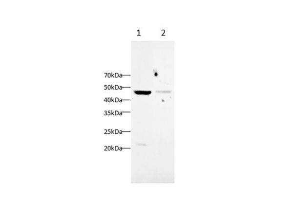 IL-17C Polyclonal Antibody (AN006890L)