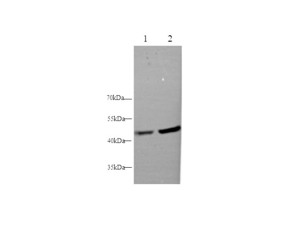 MVD Polyclonal Antibody (E-AB-40364)