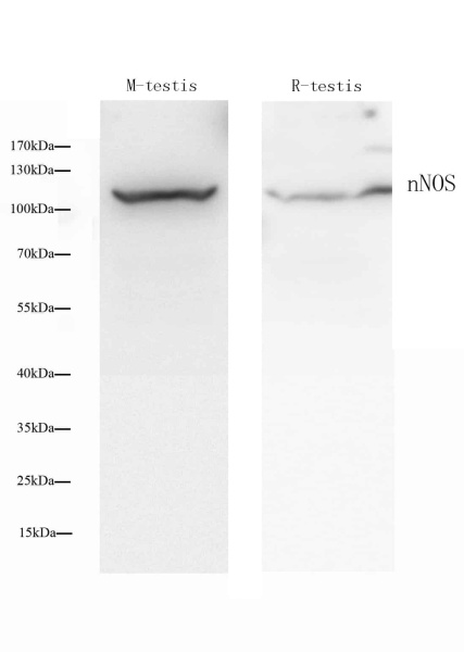 NOS1 Polyclonal Antibody (E-AB-70065)