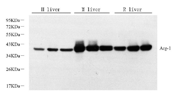 ARG1 Polyclonal Antibody (E-AB-70308)
